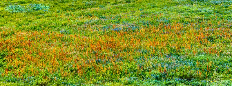 _DSC1229.jpg